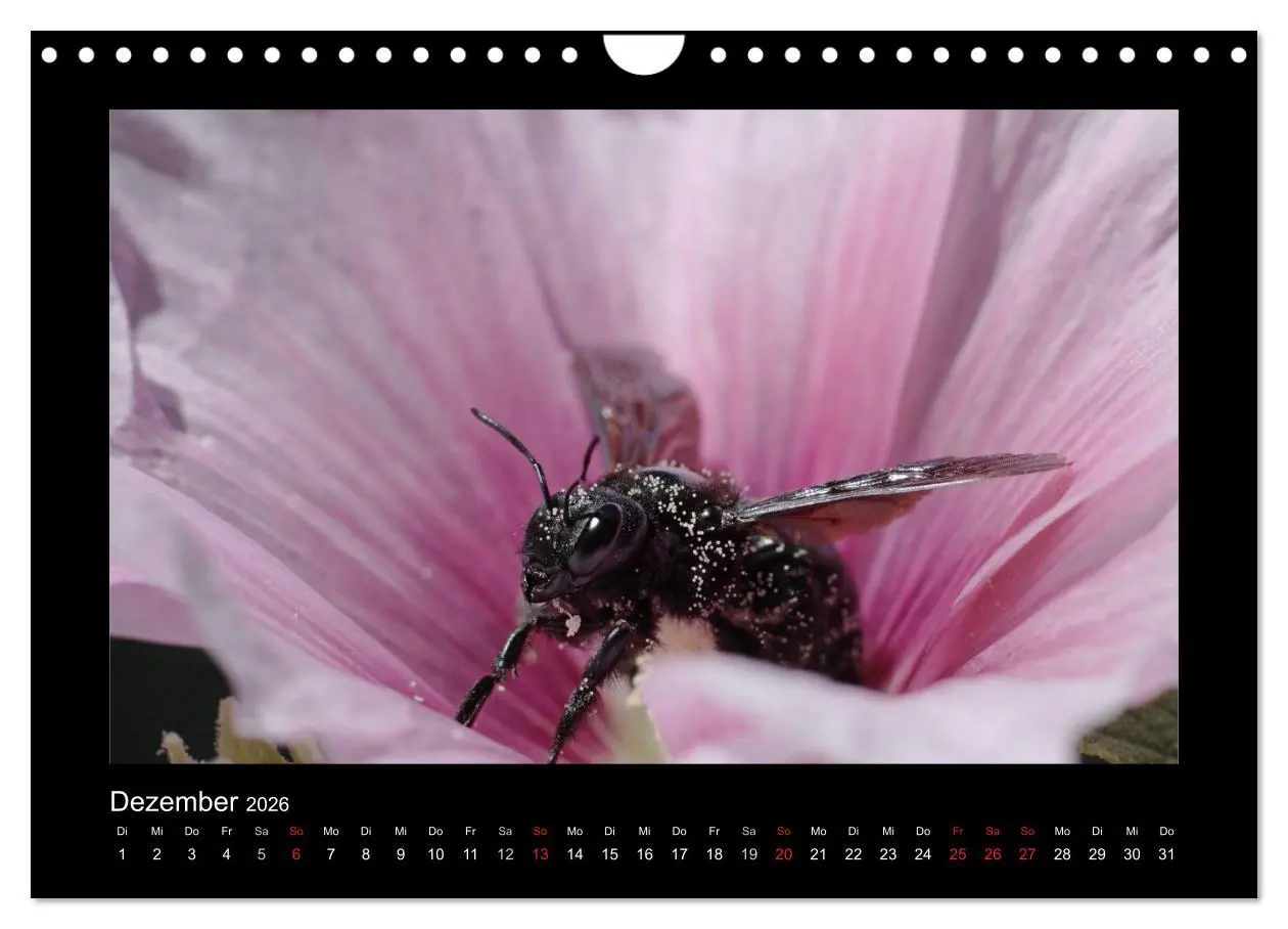 Bild: 9783516156447 | Die Wildbienen Deutschlands (Wandkalender 2026 DIN A4 quer),...