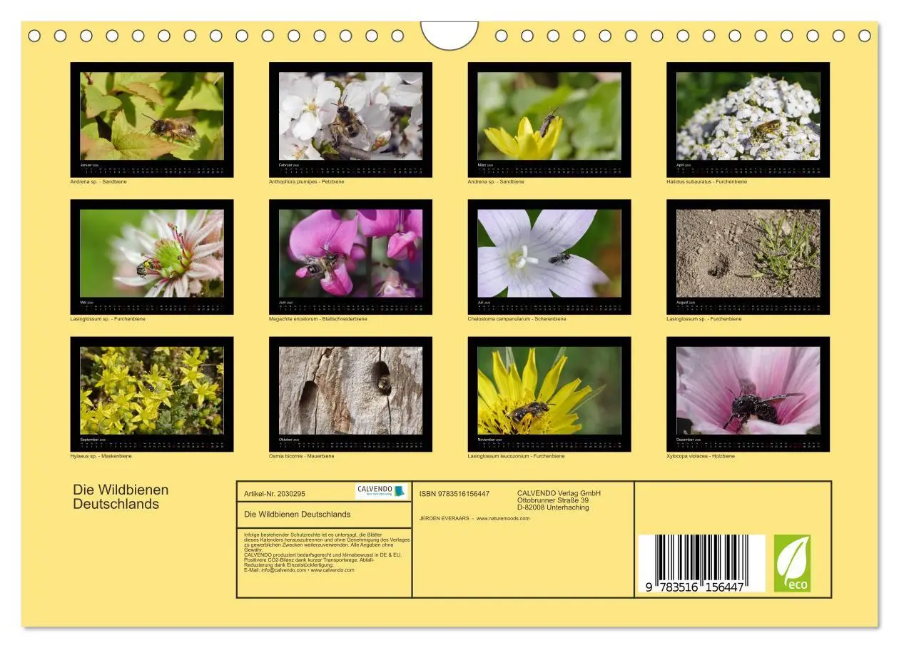 Bild: 9783516156447 | Die Wildbienen Deutschlands (Wandkalender 2026 DIN A4 quer),...
