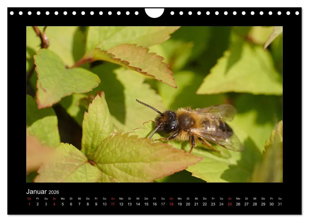 Bild: 9783516156447 | Die Wildbienen Deutschlands (Wandkalender 2026 DIN A4 quer),...