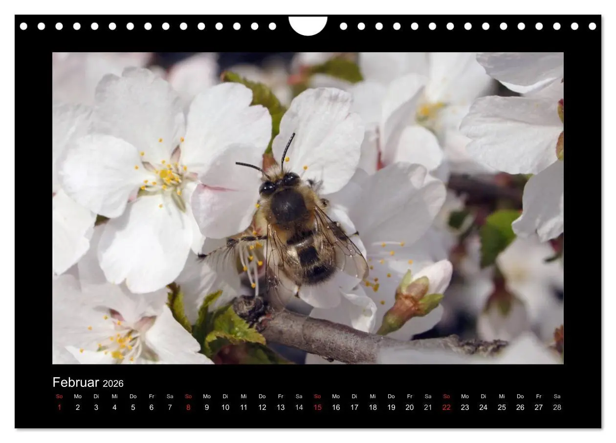 Bild: 9783516156447 | Die Wildbienen Deutschlands (Wandkalender 2026 DIN A4 quer),...