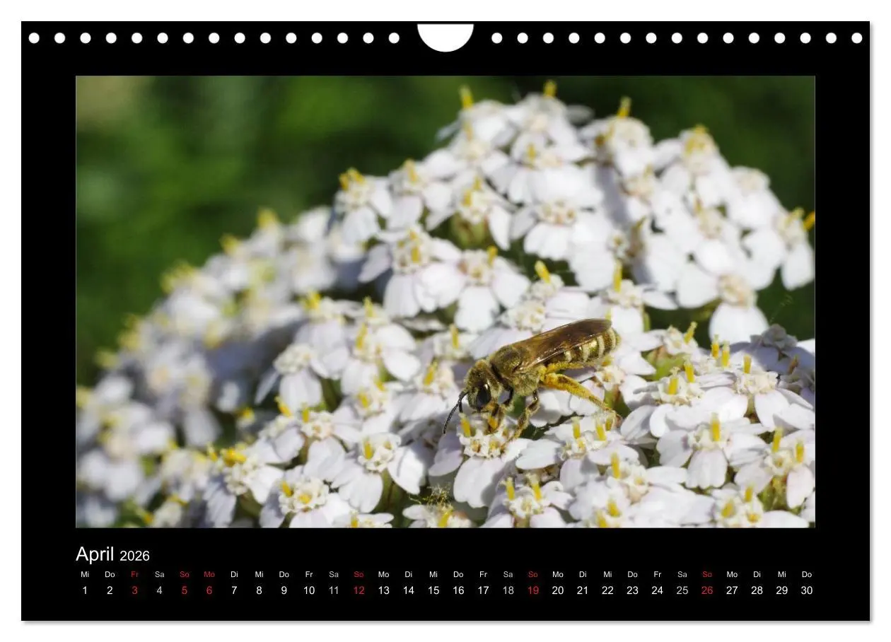Bild: 9783516156447 | Die Wildbienen Deutschlands (Wandkalender 2026 DIN A4 quer),...