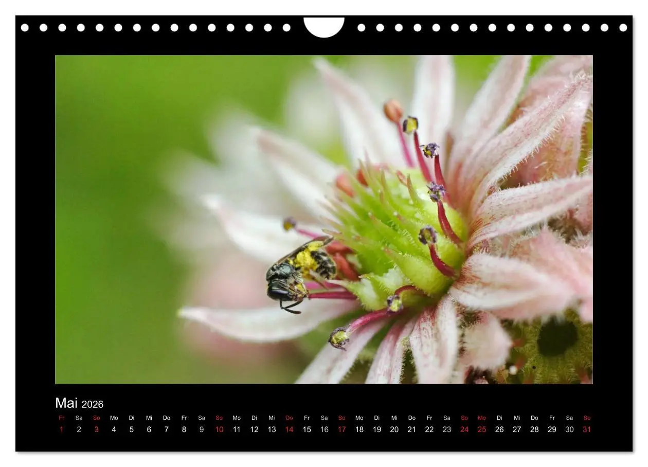 Bild: 9783516156447 | Die Wildbienen Deutschlands (Wandkalender 2026 DIN A4 quer),...