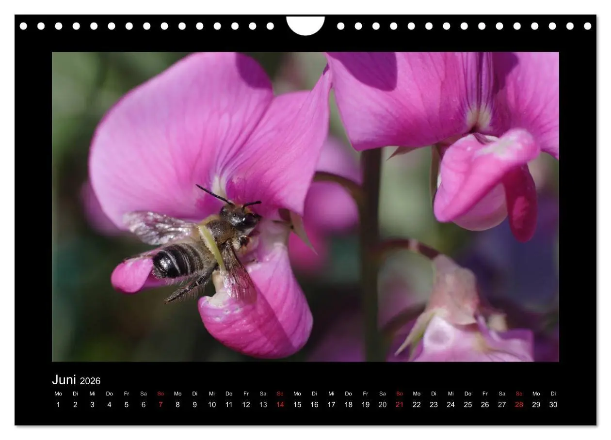Bild: 9783516156447 | Die Wildbienen Deutschlands (Wandkalender 2026 DIN A4 quer),...