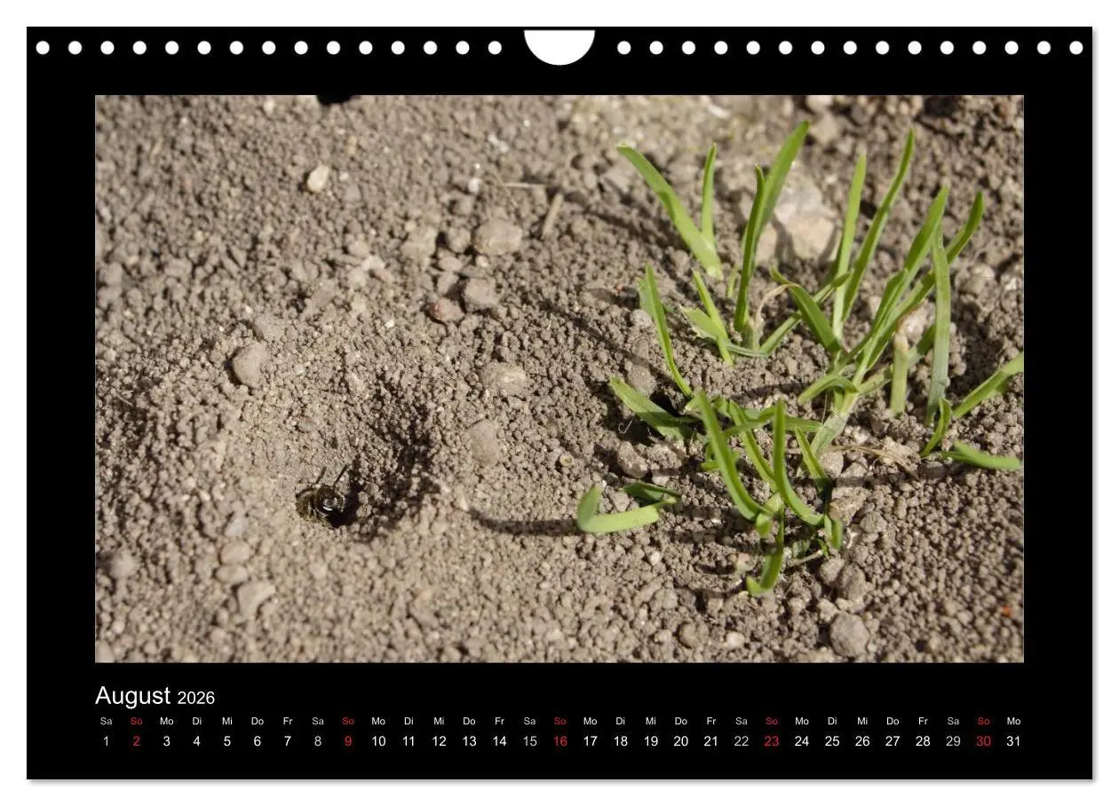 Bild: 9783516156447 | Die Wildbienen Deutschlands (Wandkalender 2026 DIN A4 quer),...