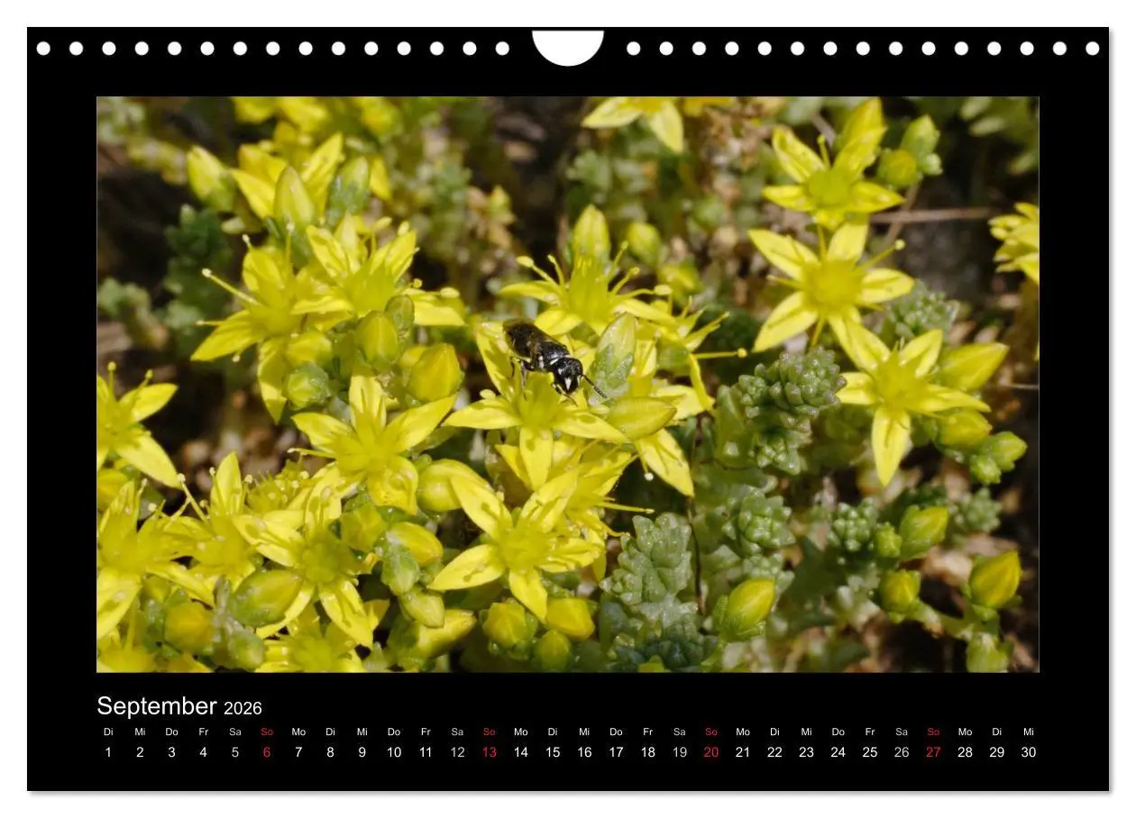 Bild: 9783516156447 | Die Wildbienen Deutschlands (Wandkalender 2026 DIN A4 quer),...