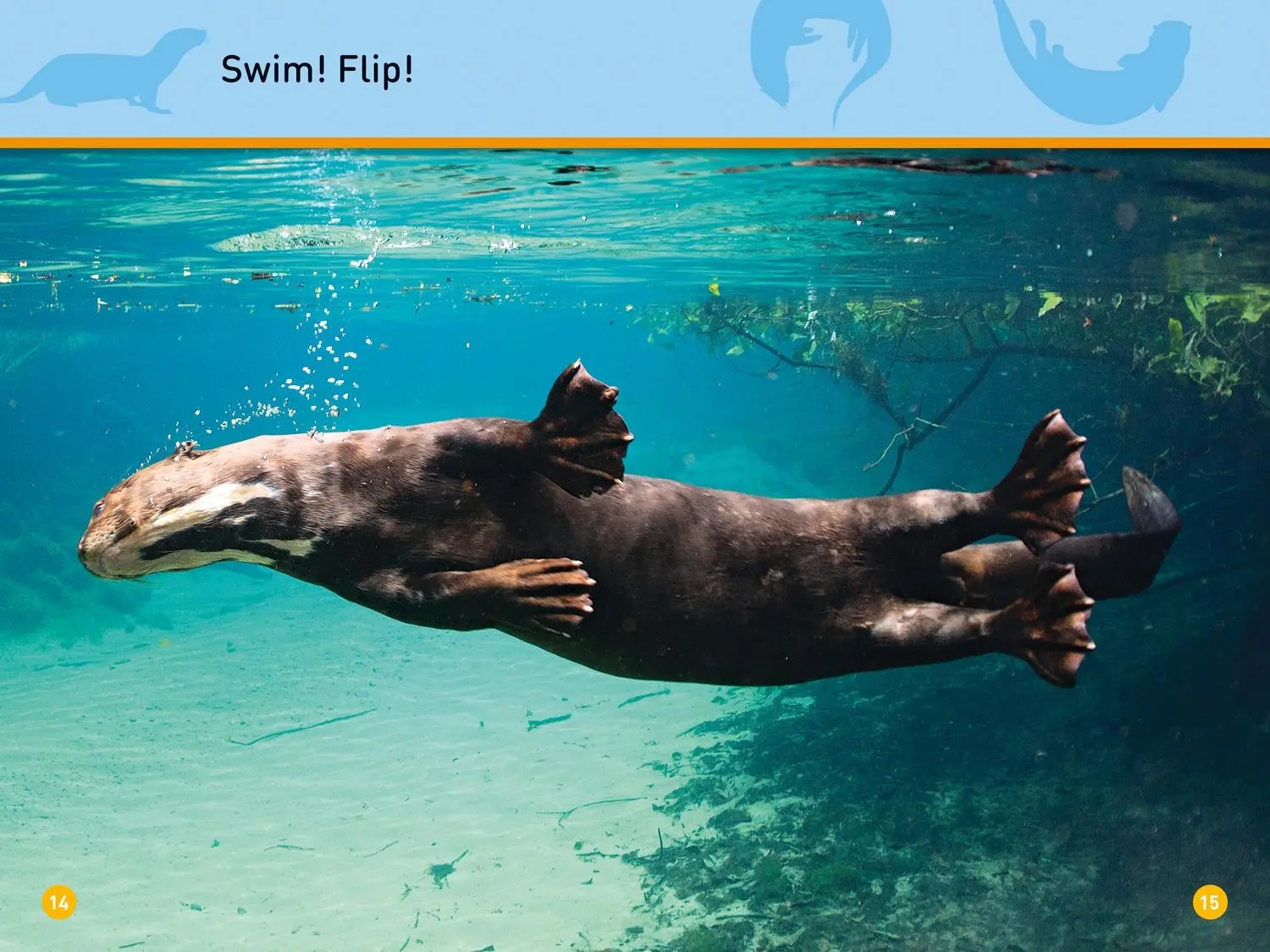 Bild: 9780008266547 | Peek, Otter! | Level 1 | National Geographic Kids (u. a.) | Buch