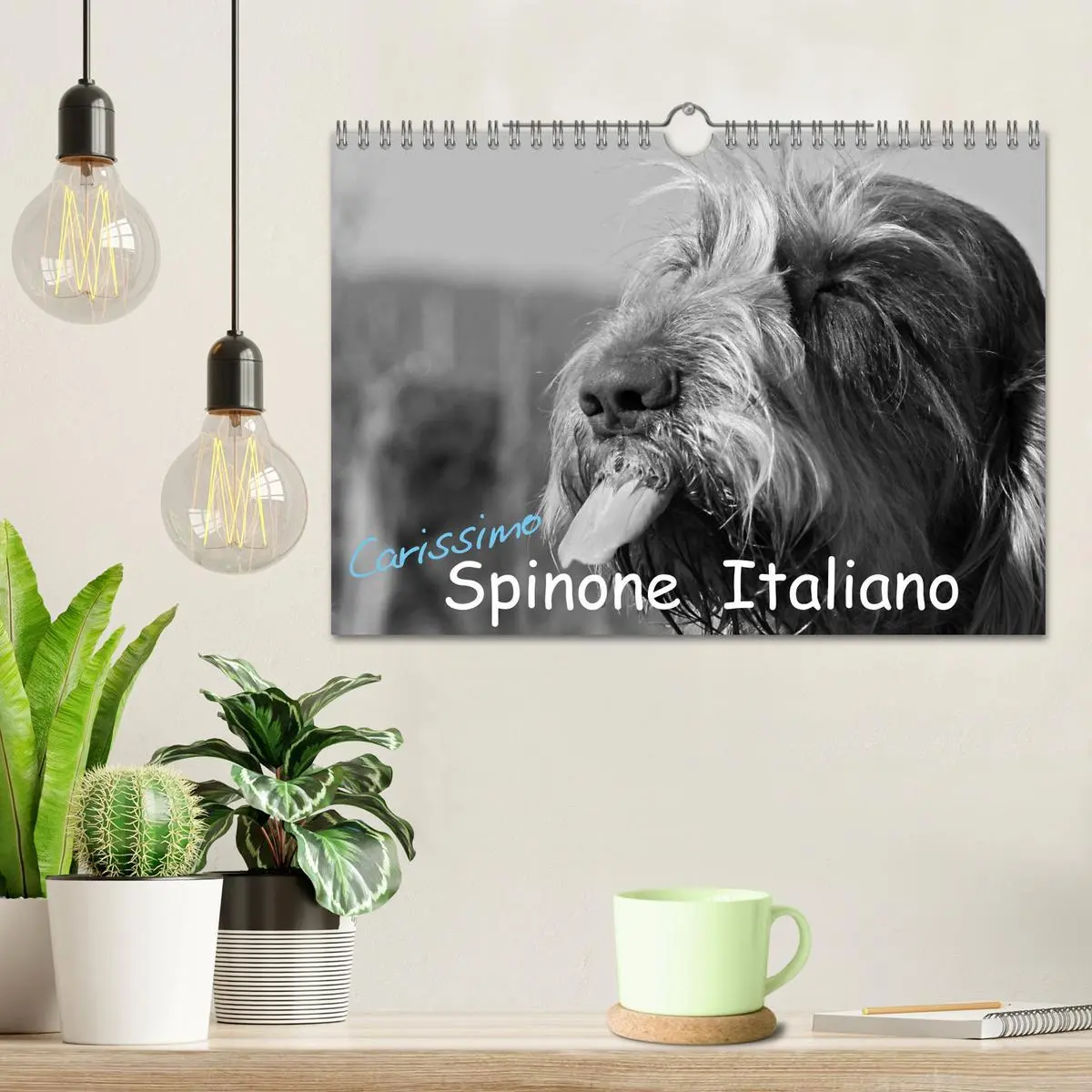 Bild: 9783516076547 | Carissimo Spinone Italiano (Wandkalender 2026 DIN A4 quer),...