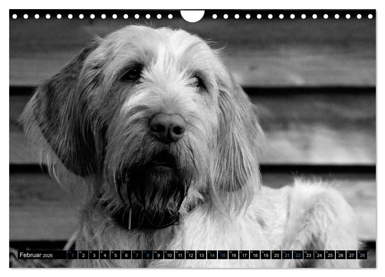 Bild: 9783516076547 | Carissimo Spinone Italiano (Wandkalender 2026 DIN A4 quer),...