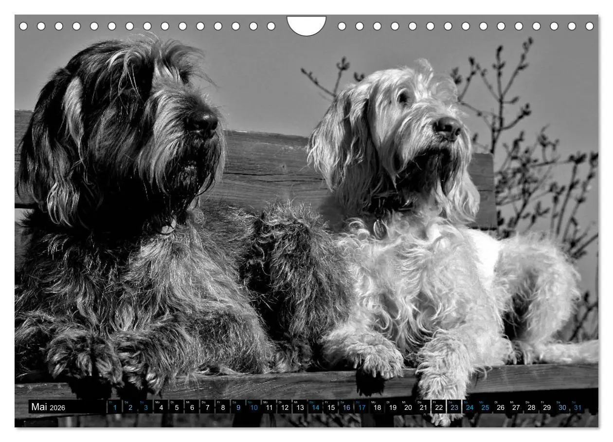 Bild: 9783516076547 | Carissimo Spinone Italiano (Wandkalender 2026 DIN A4 quer),...