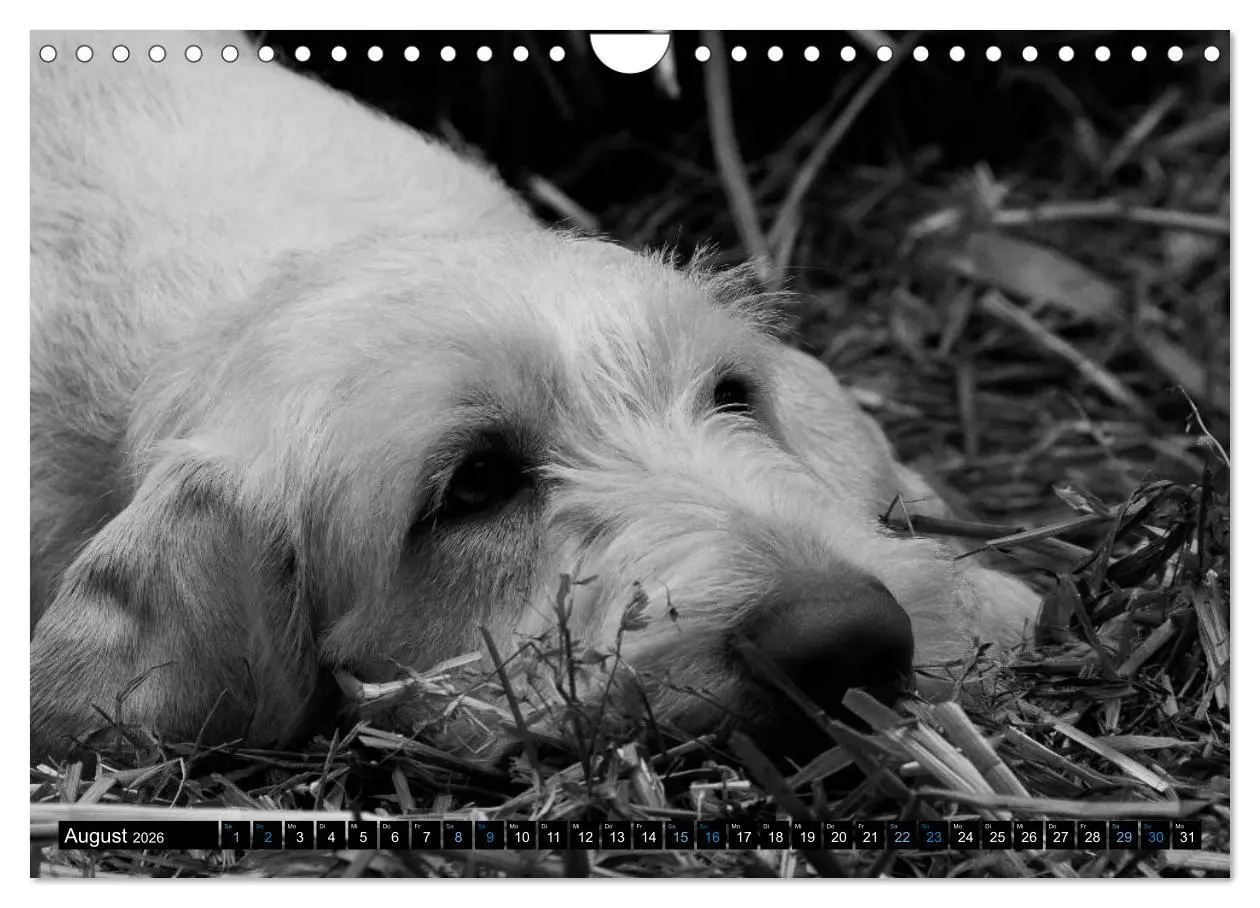 Bild: 9783516076547 | Carissimo Spinone Italiano (Wandkalender 2026 DIN A4 quer),...