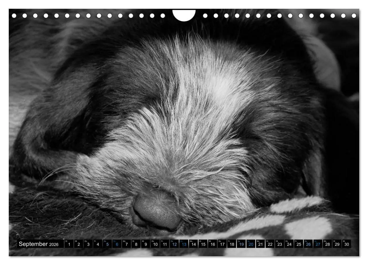 Bild: 9783516076547 | Carissimo Spinone Italiano (Wandkalender 2026 DIN A4 quer),...