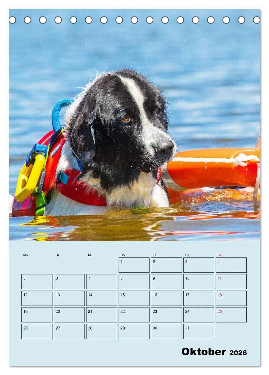 Bild: 9783516386547 | Familienplaner Landseer - Freund und Retter (Tischkalender 2026 DIN...