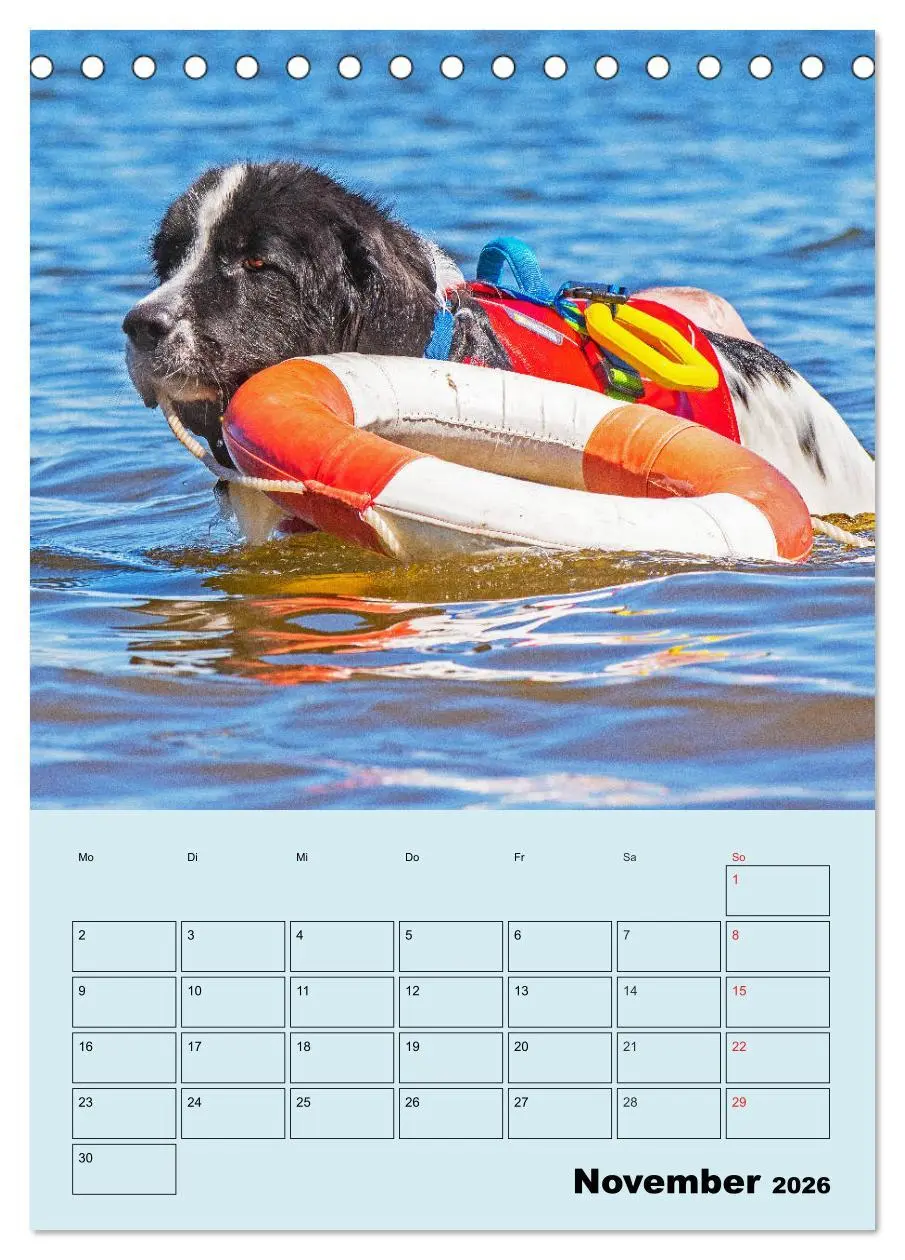 Bild: 9783516386547 | Familienplaner Landseer - Freund und Retter (Tischkalender 2026 DIN...