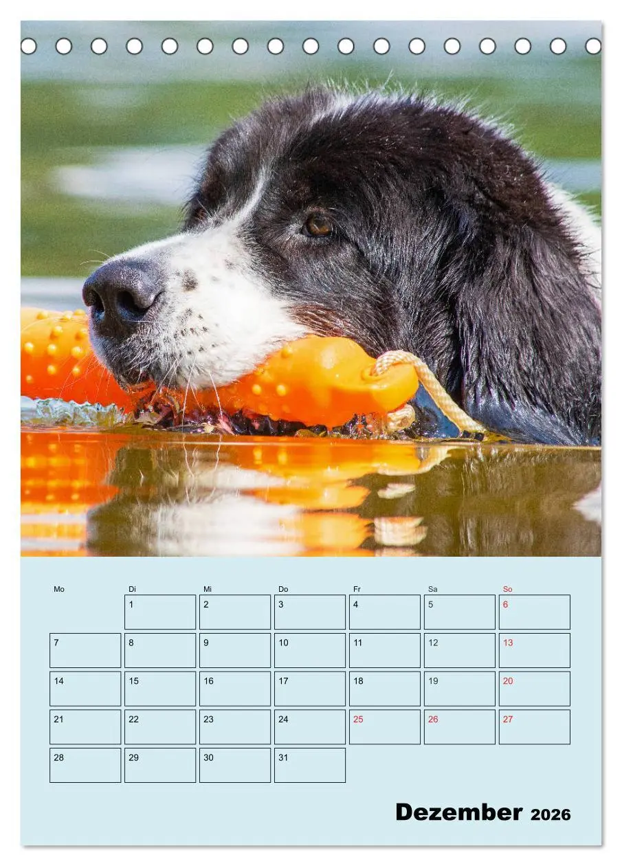 Bild: 9783516386547 | Familienplaner Landseer - Freund und Retter (Tischkalender 2026 DIN...