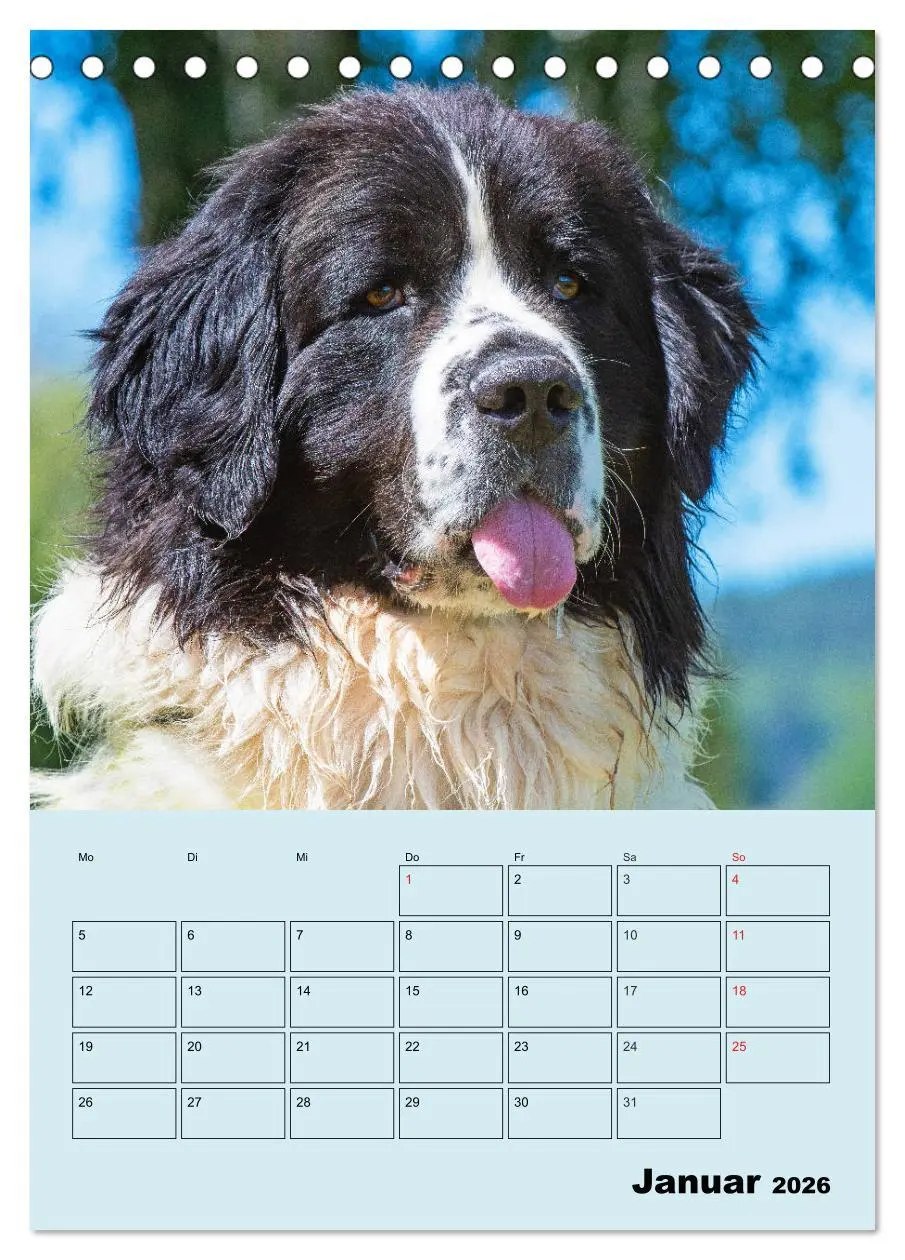 Bild: 9783516386547 | Familienplaner Landseer - Freund und Retter (Tischkalender 2026 DIN...