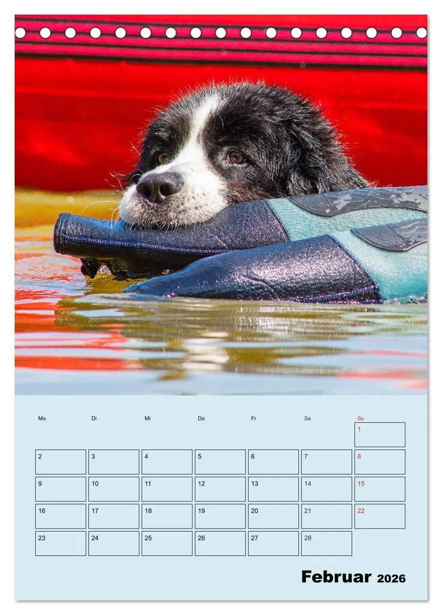Bild: 9783516386547 | Familienplaner Landseer - Freund und Retter (Tischkalender 2026 DIN...