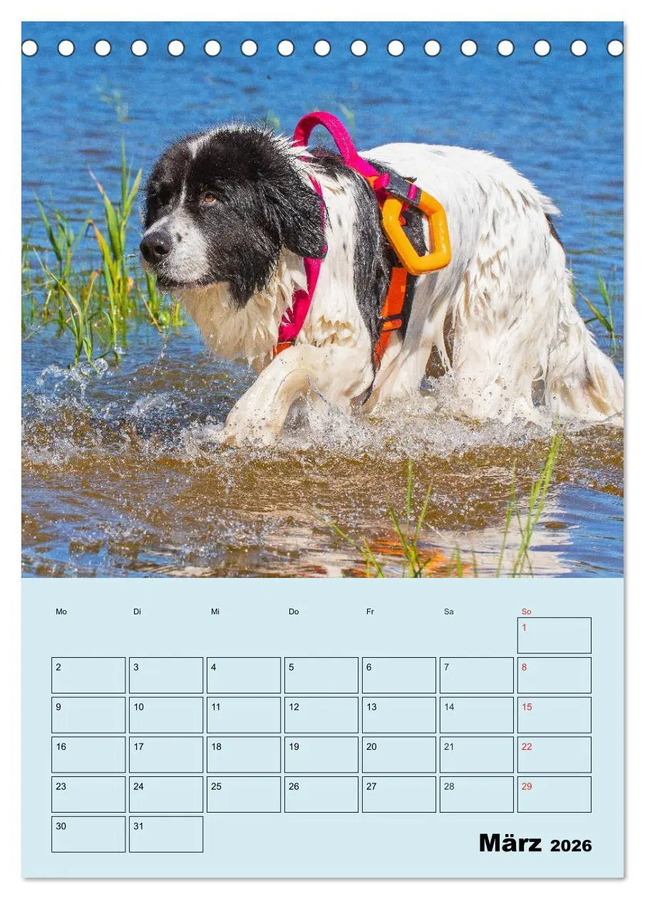 Bild: 9783516386547 | Familienplaner Landseer - Freund und Retter (Tischkalender 2026 DIN...