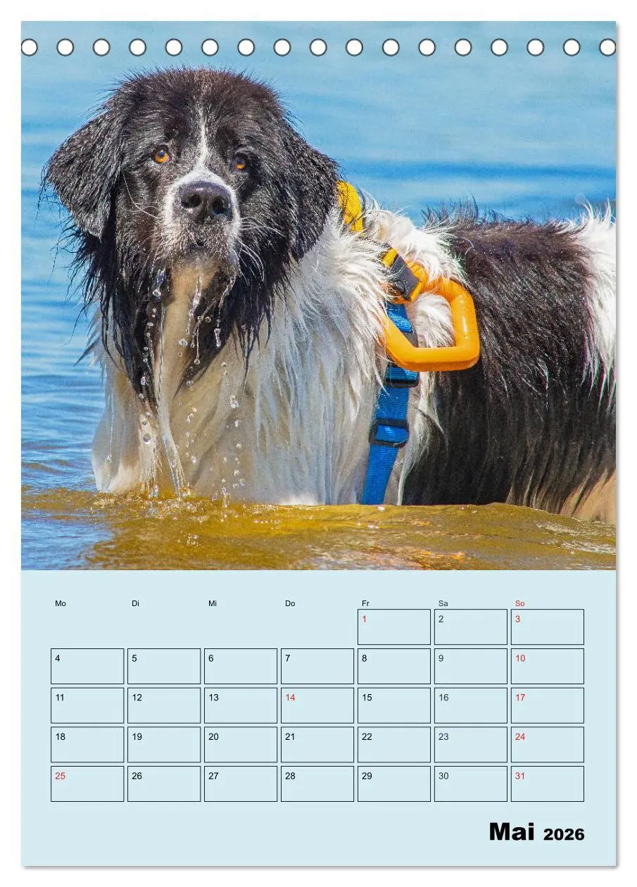 Bild: 9783516386547 | Familienplaner Landseer - Freund und Retter (Tischkalender 2026 DIN...