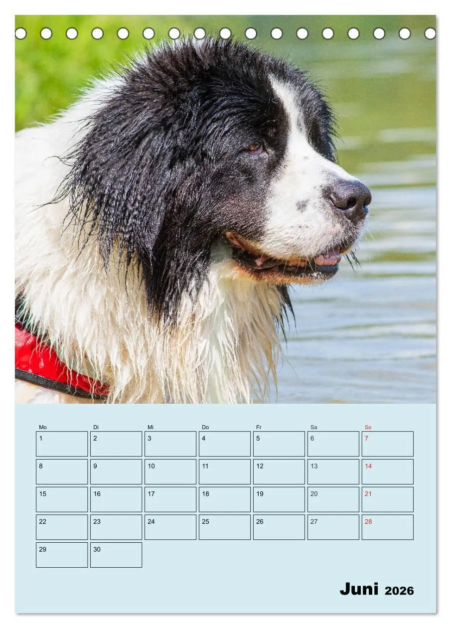Bild: 9783516386547 | Familienplaner Landseer - Freund und Retter (Tischkalender 2026 DIN...