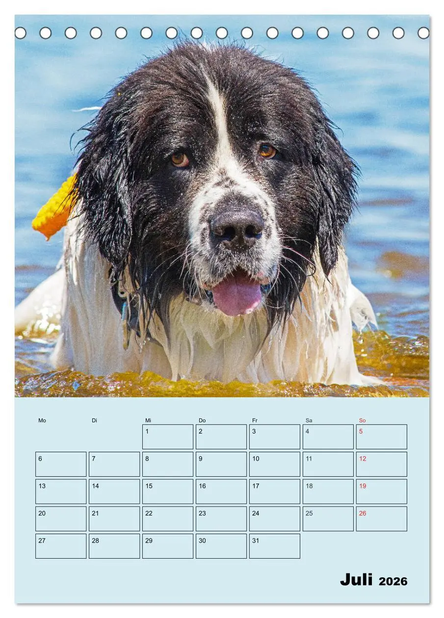 Bild: 9783516386547 | Familienplaner Landseer - Freund und Retter (Tischkalender 2026 DIN...