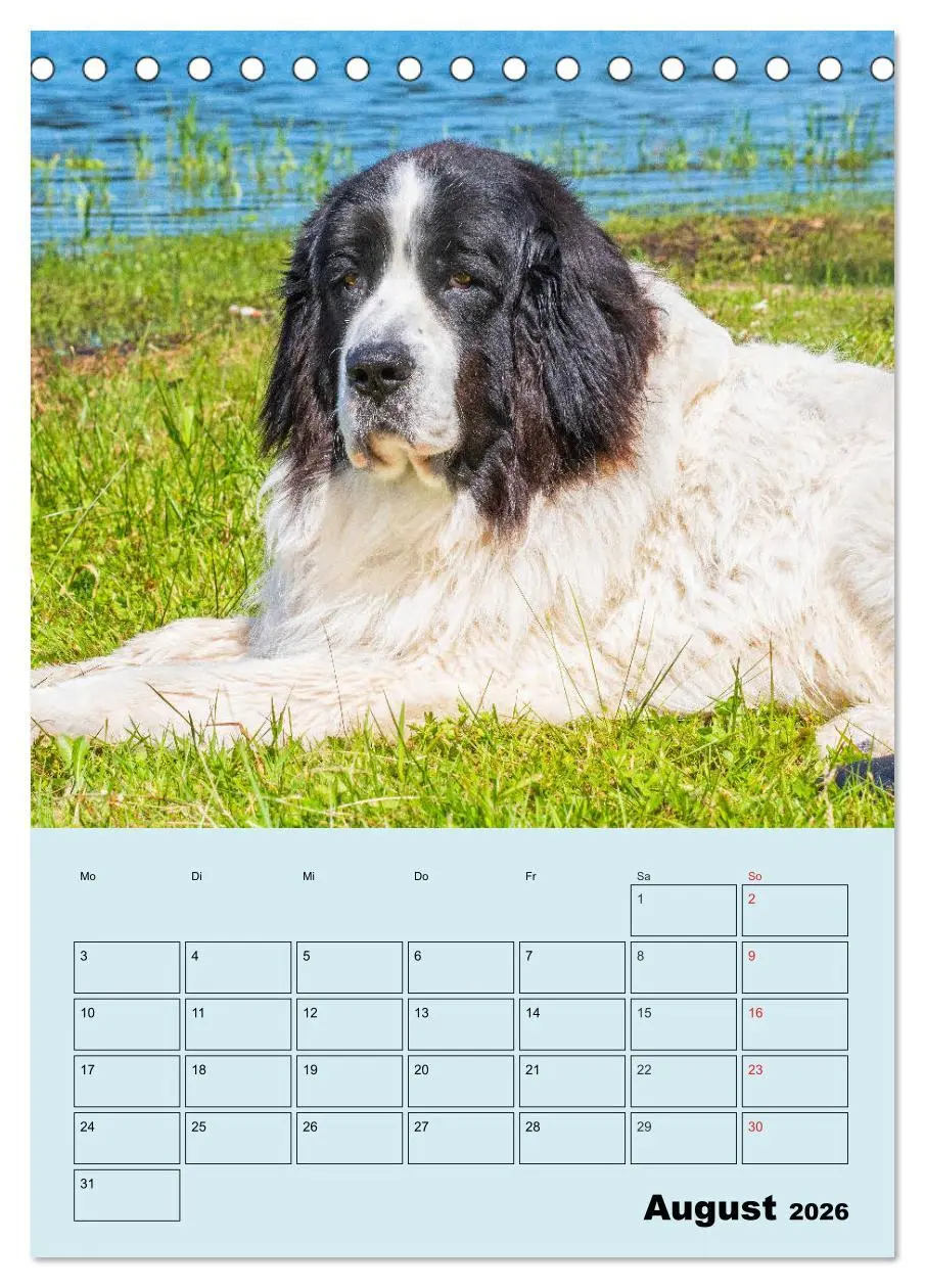 Bild: 9783516386547 | Familienplaner Landseer - Freund und Retter (Tischkalender 2026 DIN...