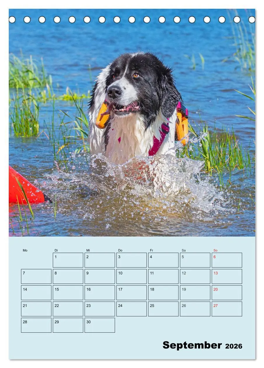 Bild: 9783516386547 | Familienplaner Landseer - Freund und Retter (Tischkalender 2026 DIN...