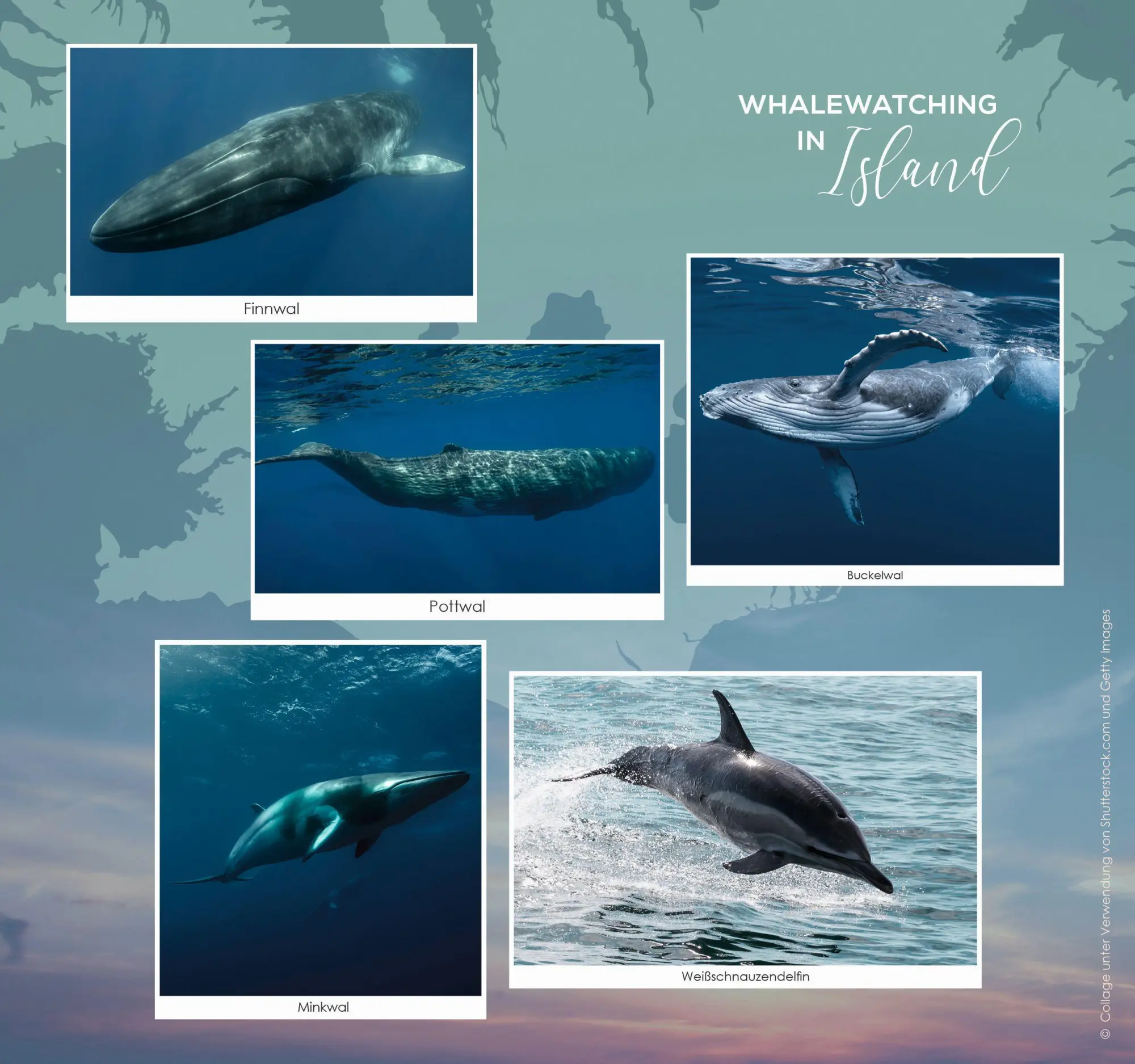 Bild: 9783499006647 | The Sea in your Heart | Kira Mohn | Taschenbuch | Island-Reihe | 2022