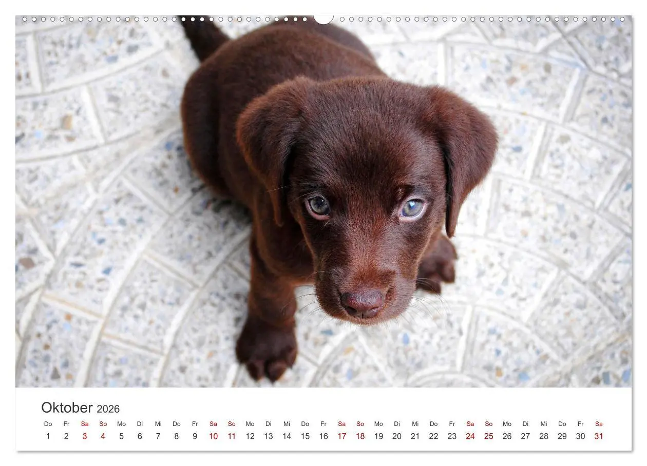 Bild: 9783457416747 | Puppies - Die niedlichsten Vierbeiner der Welt. (hochwertiger...