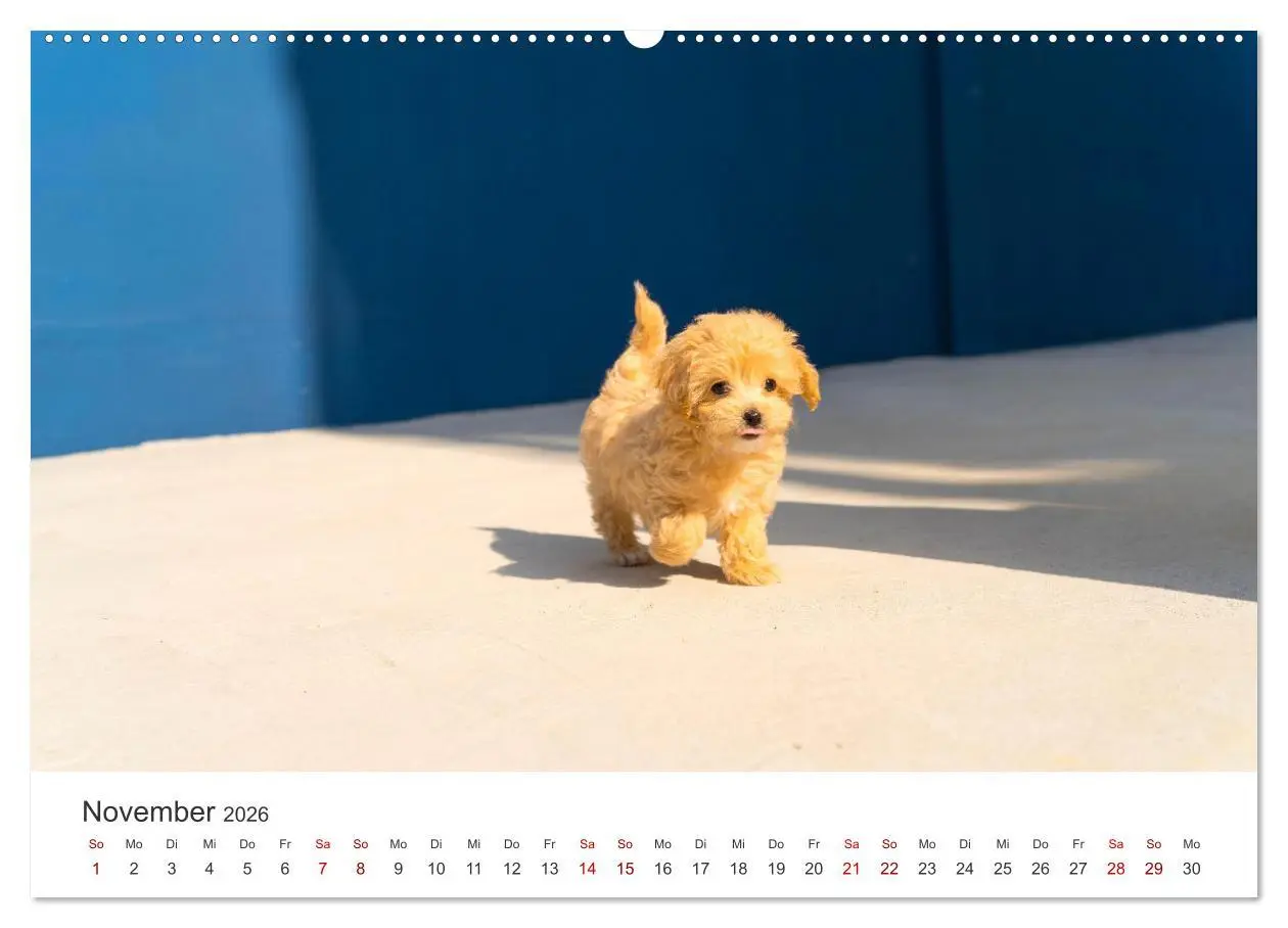 Bild: 9783457416747 | Puppies - Die niedlichsten Vierbeiner der Welt. (hochwertiger...