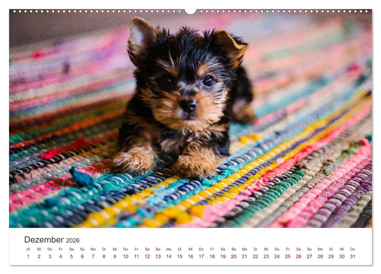 Bild: 9783457416747 | Puppies - Die niedlichsten Vierbeiner der Welt. (hochwertiger...