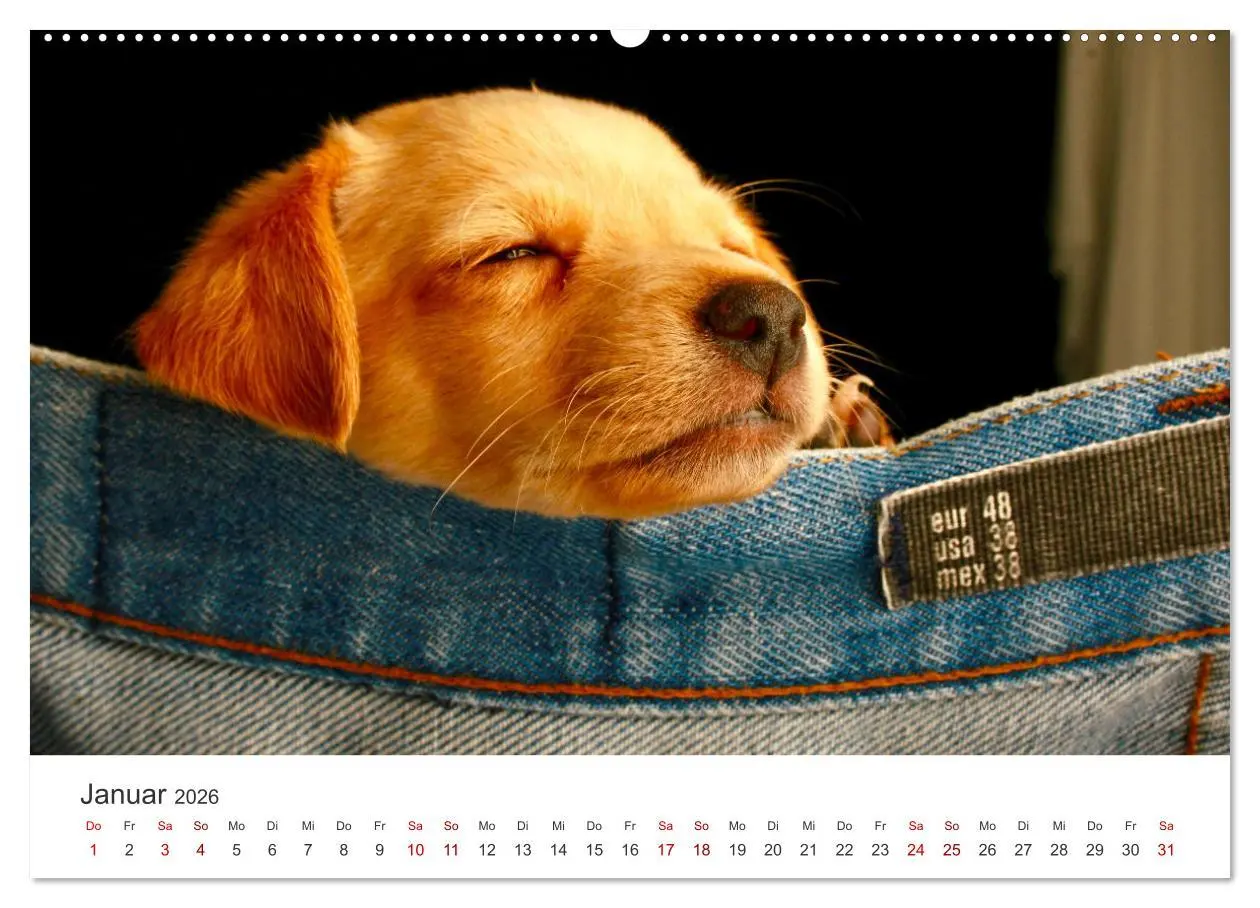 Bild: 9783457416747 | Puppies - Die niedlichsten Vierbeiner der Welt. (hochwertiger...