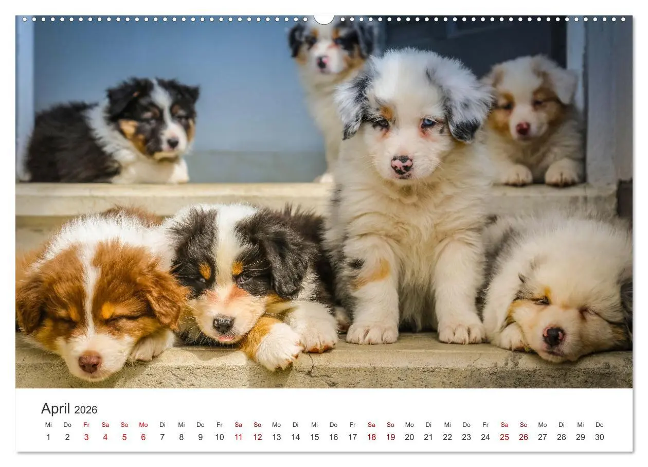 Bild: 9783457416747 | Puppies - Die niedlichsten Vierbeiner der Welt. (hochwertiger...