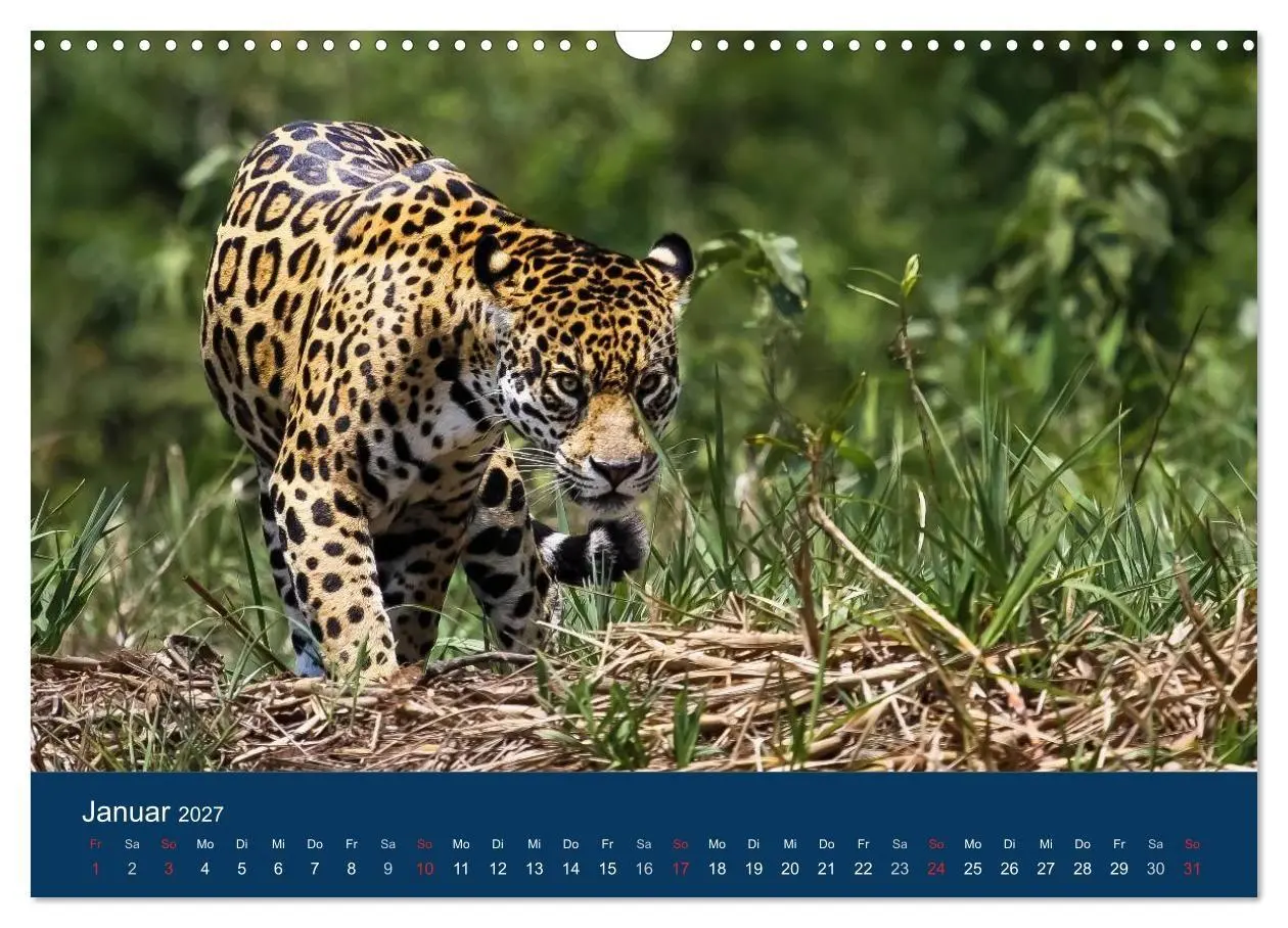 Bild: 9783594106747 | Brasilien tierisch gut 2027 (Wandkalender 2027 DIN A3 quer),...