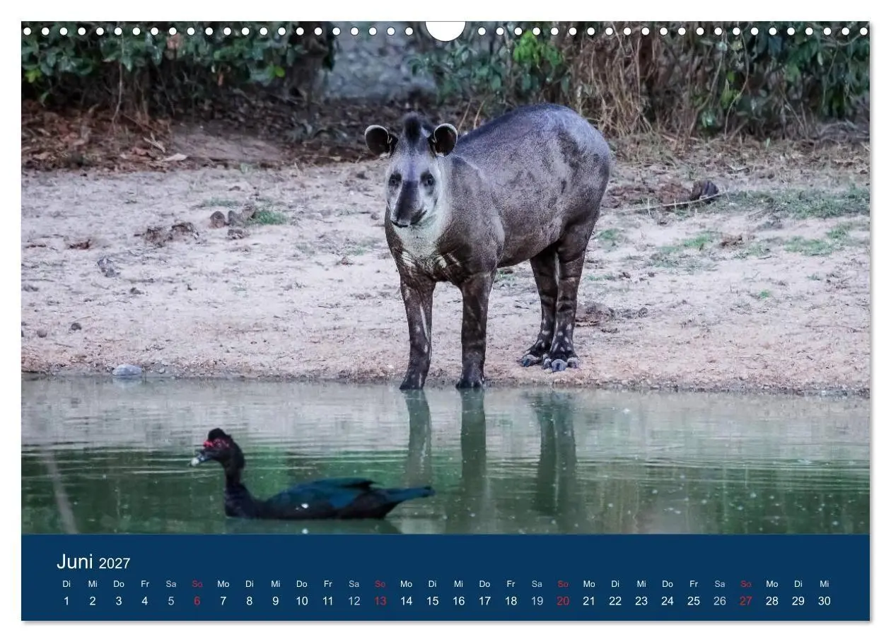 Bild: 9783594106747 | Brasilien tierisch gut 2027 (Wandkalender 2027 DIN A3 quer),...