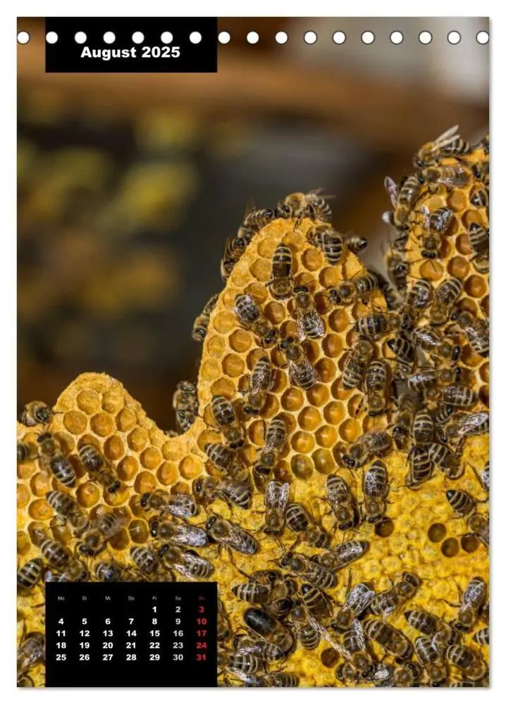 Bild: 9783457016947 | Bienen in ihrem geheimen Reich (Tischkalender 2025 DIN A5 hoch),...