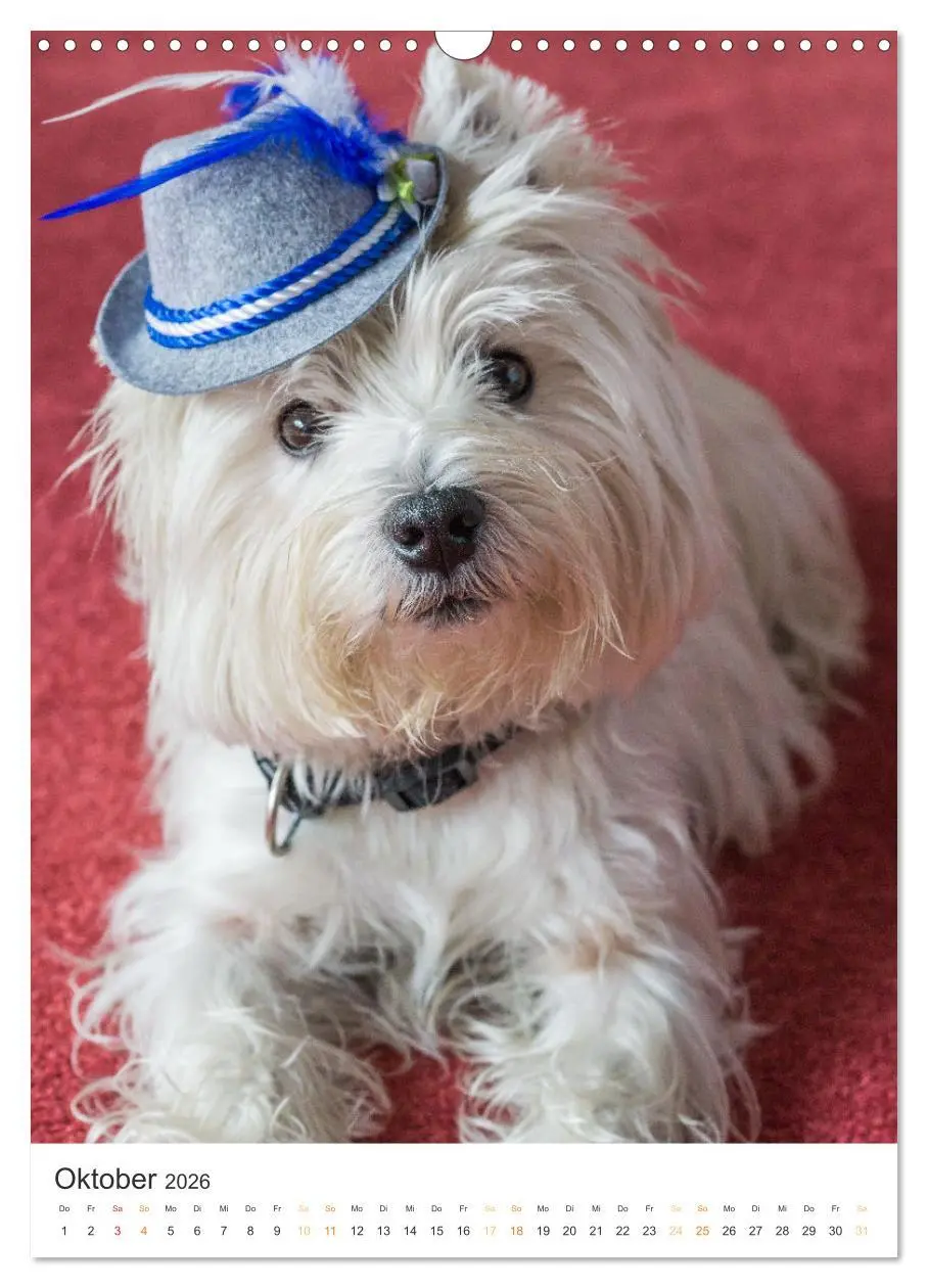 Bild: 9783516276947 | Der Westie - Portrait eines West Highland White Terriers...