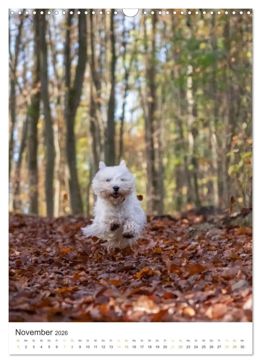 Bild: 9783516276947 | Der Westie - Portrait eines West Highland White Terriers...