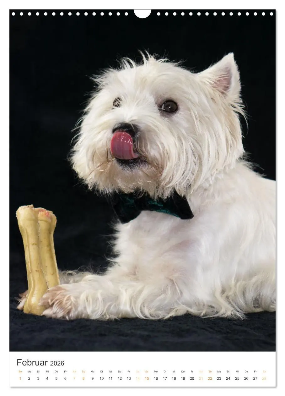 Bild: 9783516276947 | Der Westie - Portrait eines West Highland White Terriers...
