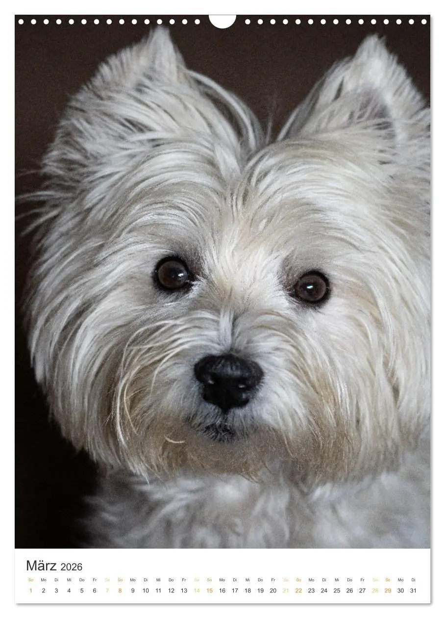 Bild: 9783516276947 | Der Westie - Portrait eines West Highland White Terriers...