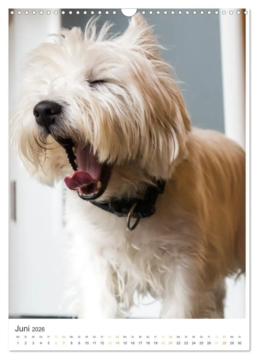 Bild: 9783516276947 | Der Westie - Portrait eines West Highland White Terriers...