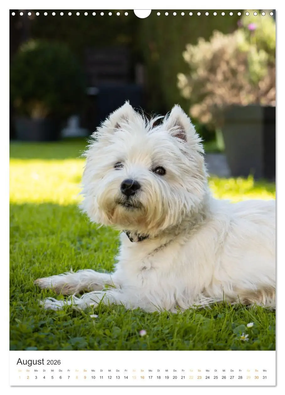 Bild: 9783516276947 | Der Westie - Portrait eines West Highland White Terriers...