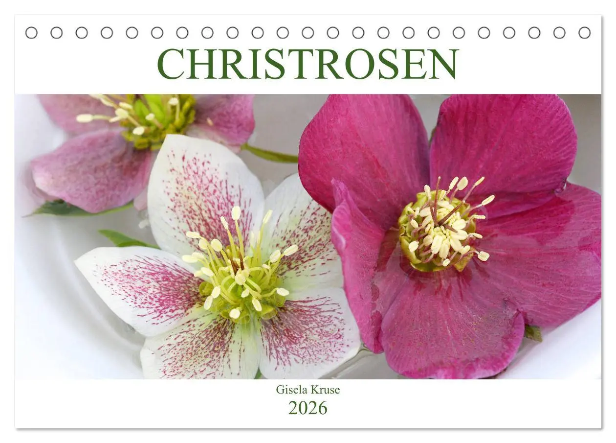 Cover: 9783457837047 | Christrosen (Tischkalender 2026 DIN A5 quer), CALVENDO Monatskalender