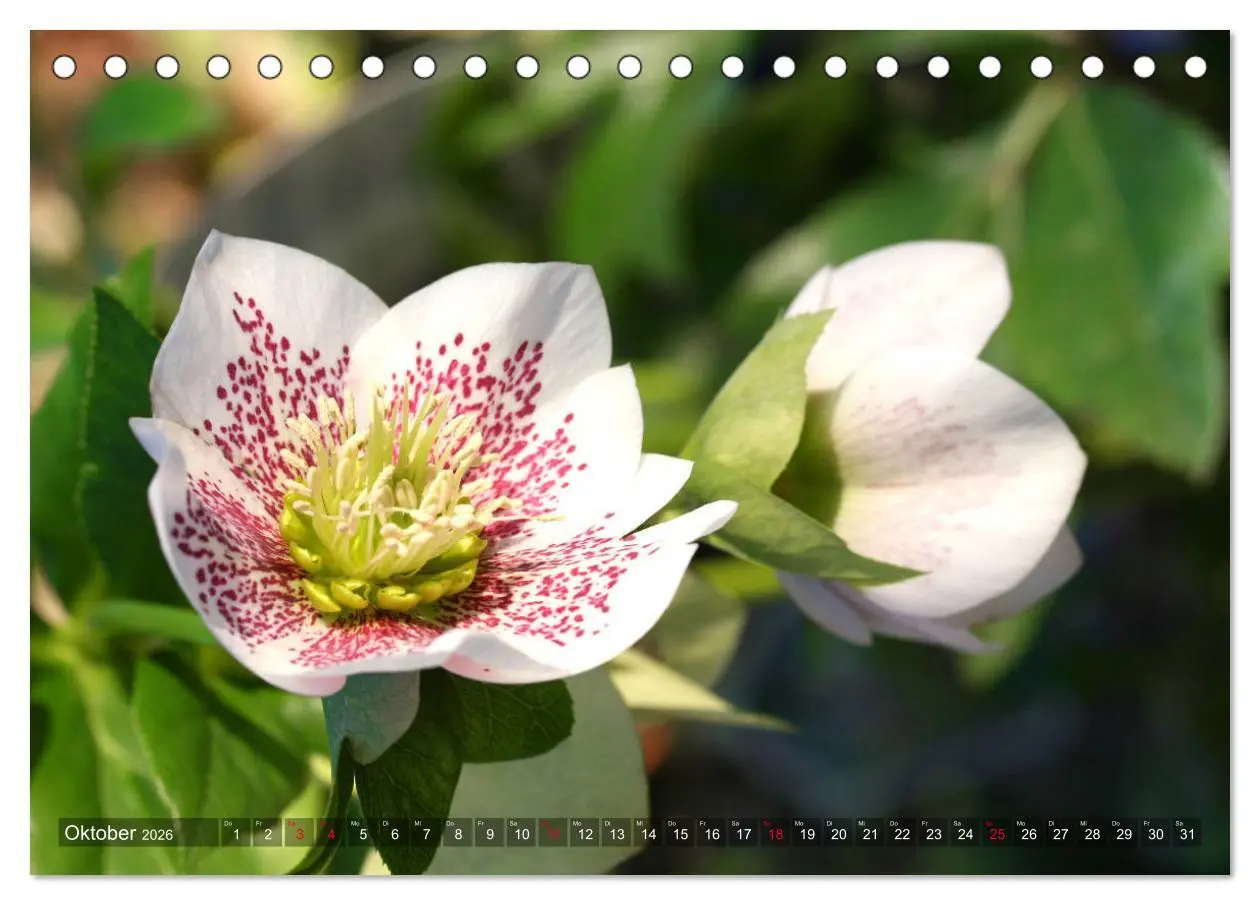 Bild: 9783457837047 | Christrosen (Tischkalender 2026 DIN A5 quer), CALVENDO Monatskalender