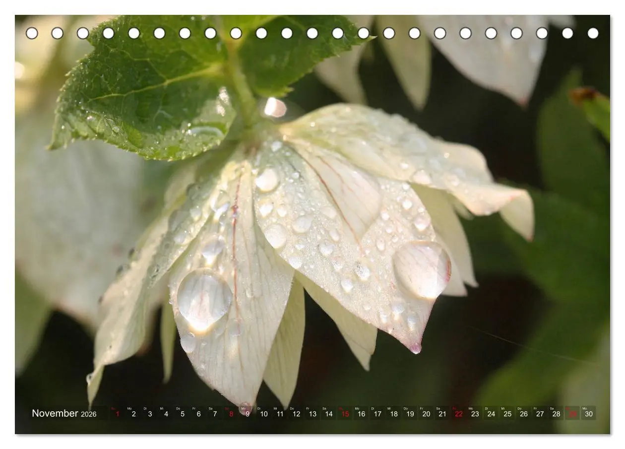 Bild: 9783457837047 | Christrosen (Tischkalender 2026 DIN A5 quer), CALVENDO Monatskalender