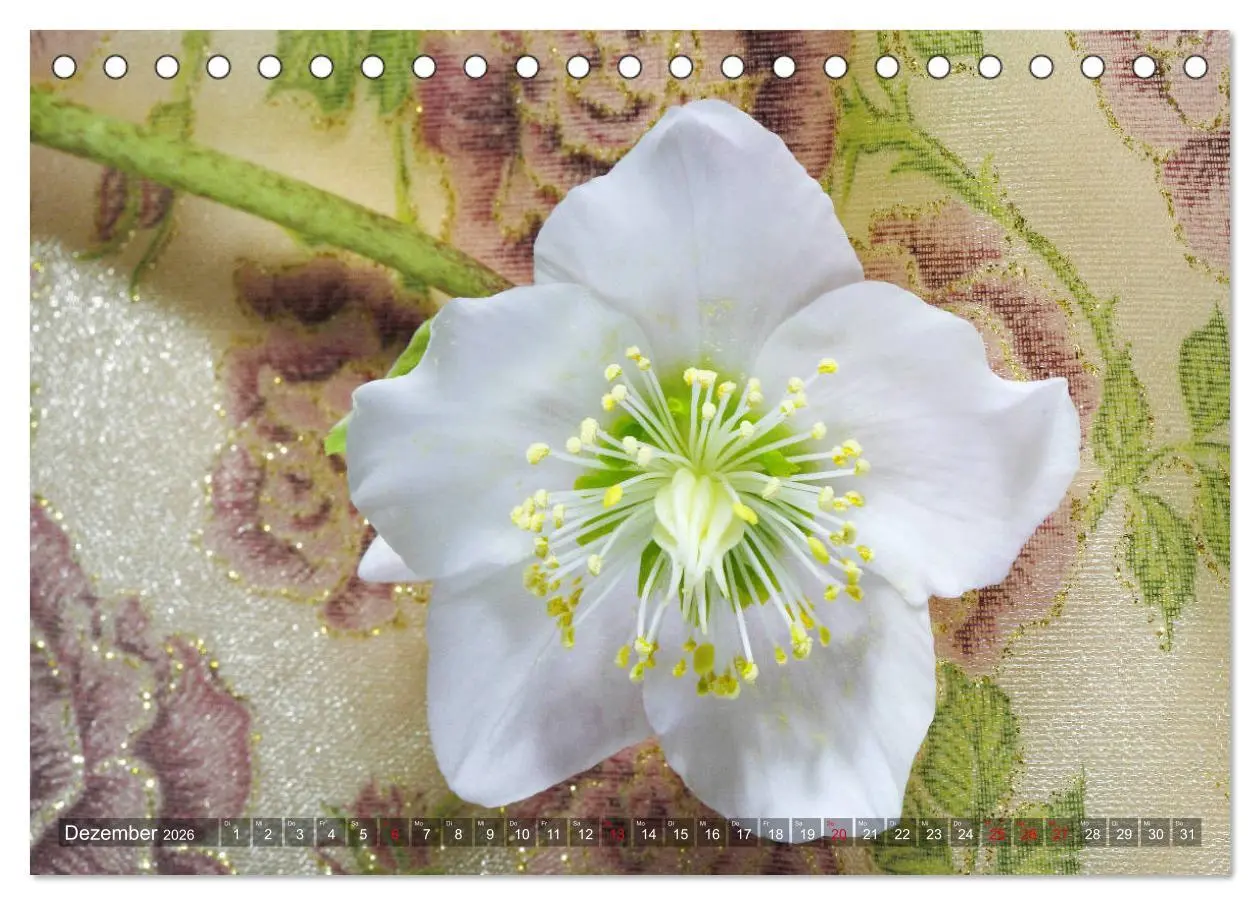 Bild: 9783457837047 | Christrosen (Tischkalender 2026 DIN A5 quer), CALVENDO Monatskalender