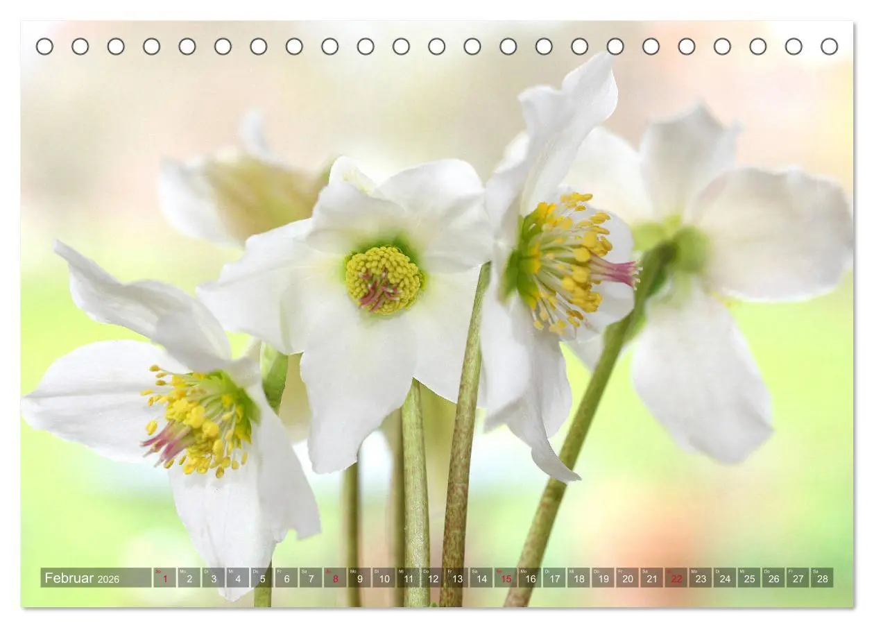 Bild: 9783457837047 | Christrosen (Tischkalender 2026 DIN A5 quer), CALVENDO Monatskalender