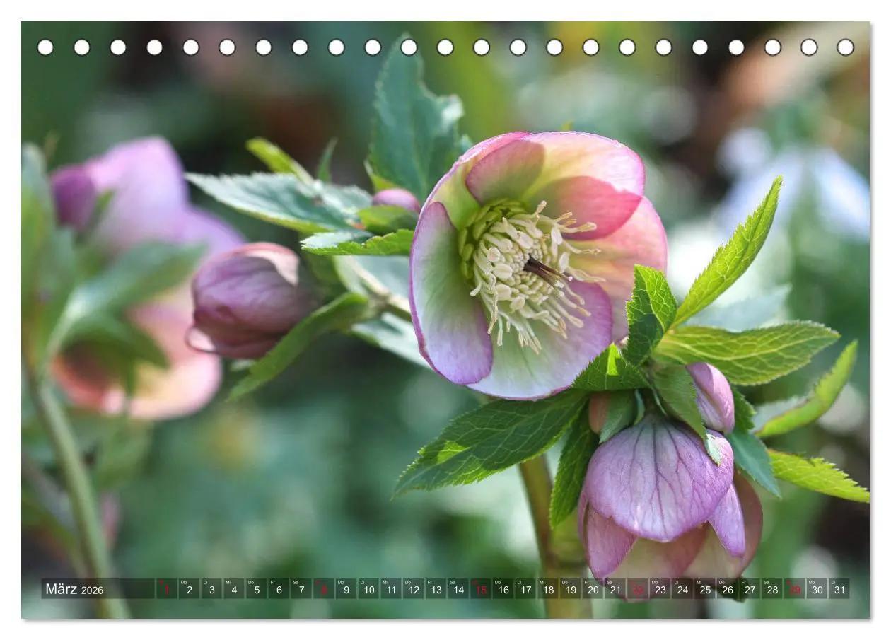 Bild: 9783457837047 | Christrosen (Tischkalender 2026 DIN A5 quer), CALVENDO Monatskalender