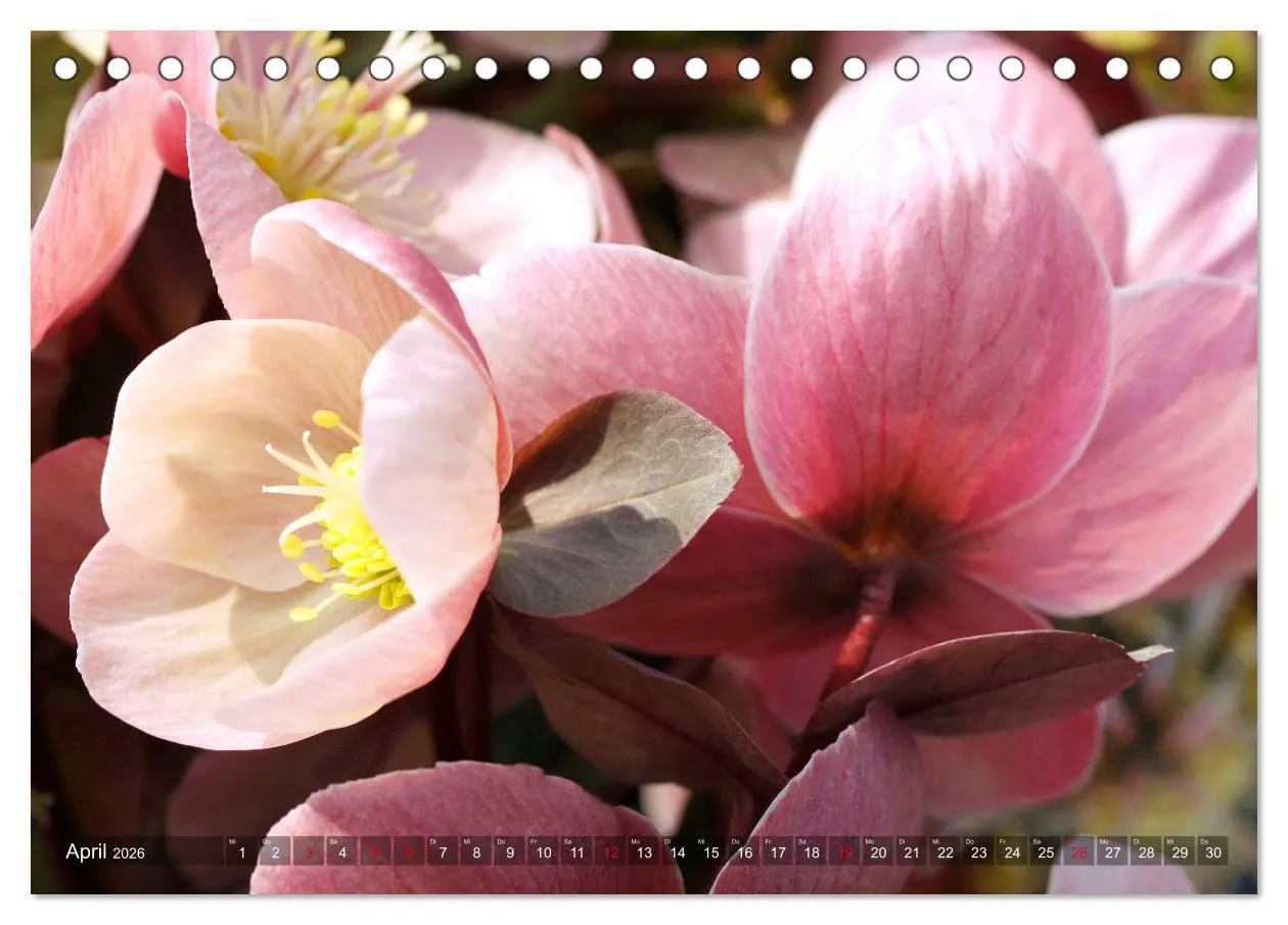 Bild: 9783457837047 | Christrosen (Tischkalender 2026 DIN A5 quer), CALVENDO Monatskalender
