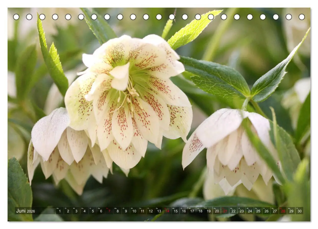 Bild: 9783457837047 | Christrosen (Tischkalender 2026 DIN A5 quer), CALVENDO Monatskalender