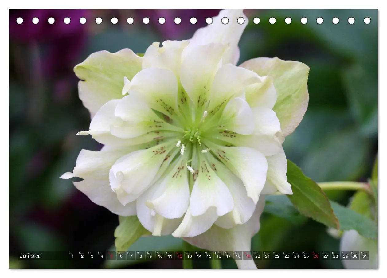 Bild: 9783457837047 | Christrosen (Tischkalender 2026 DIN A5 quer), CALVENDO Monatskalender